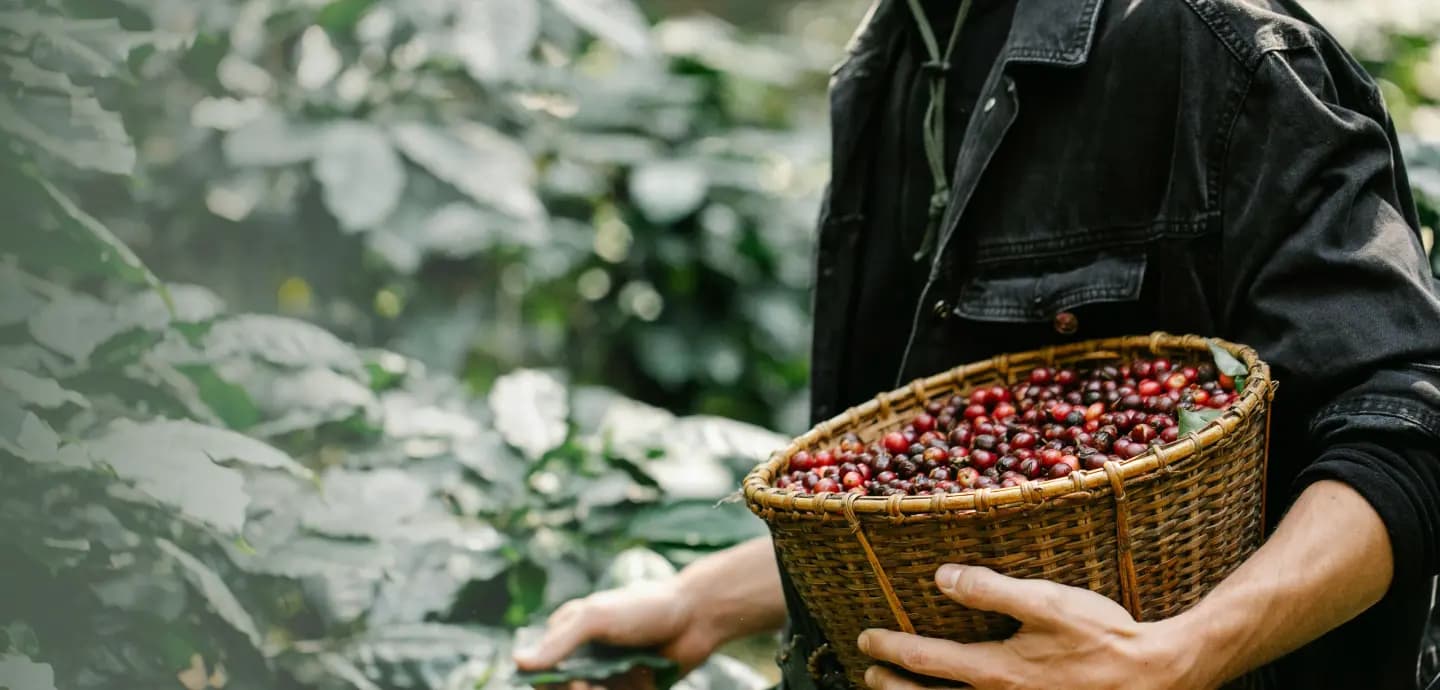 Persona sosteniendo una taza de café NEEK con granos de café de fondo