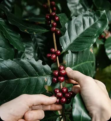 Mano sosteniendo granos de café