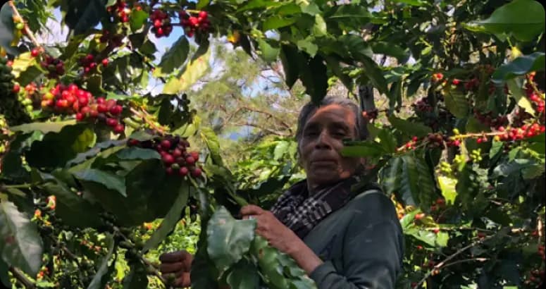 Mujer disfrutando una taza de café